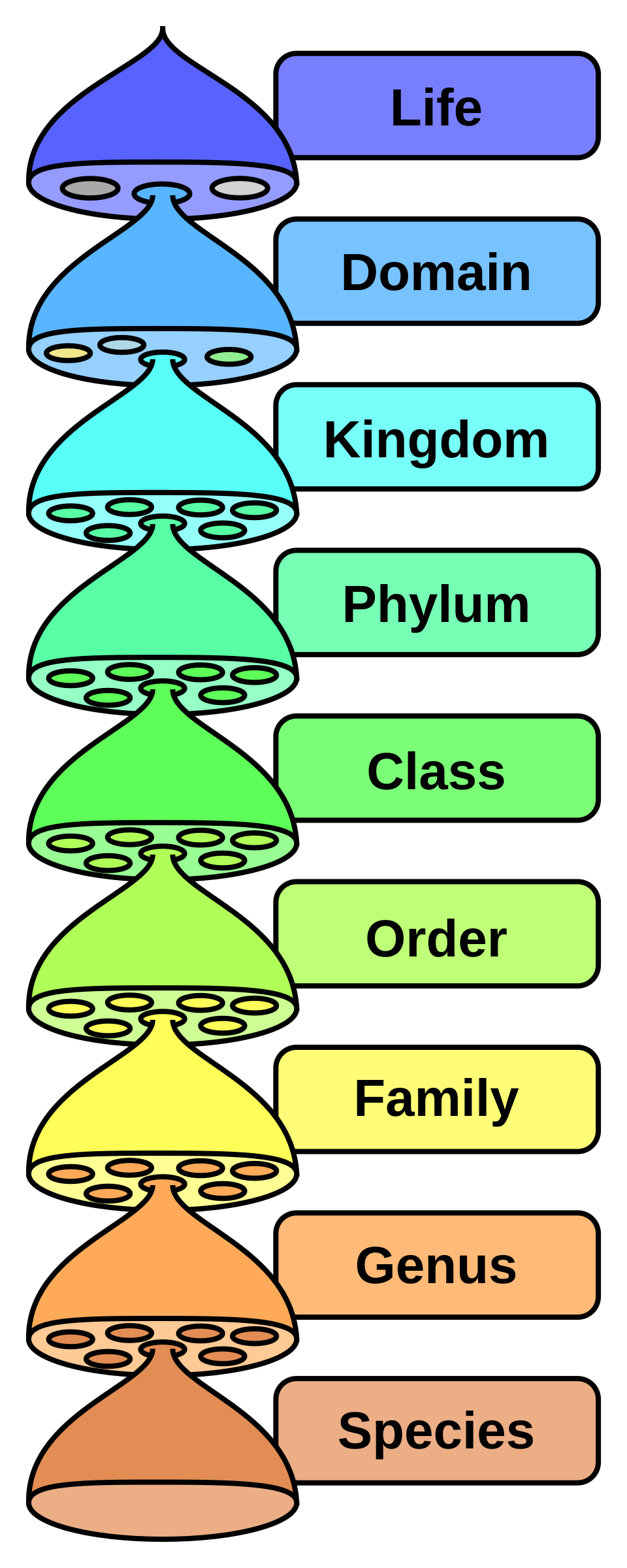 Biological classification diagram